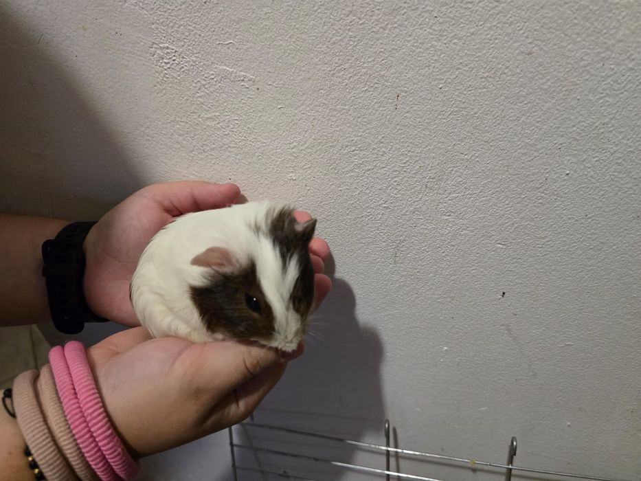 Porcusori de guineea