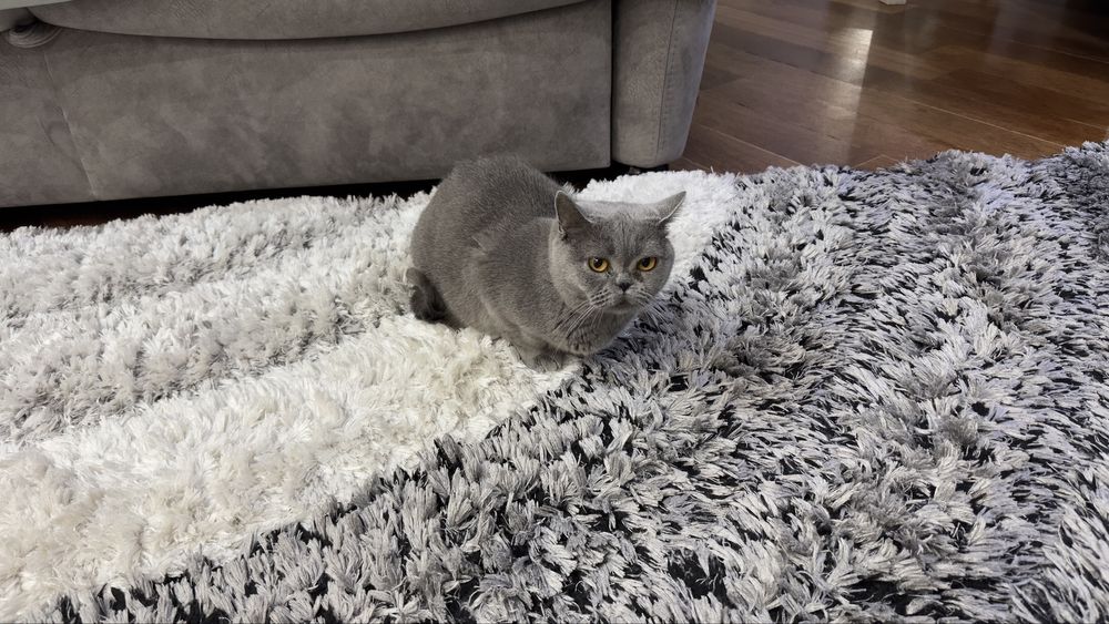 Британская кошка