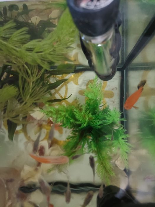 Продам аквариумных рыб гуппи