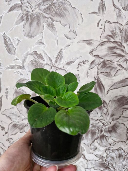 Продам цветы домашние.