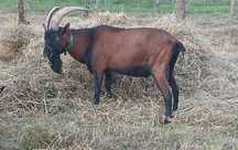 Tap alpin francez
