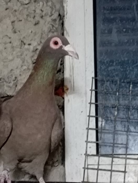 Продам голубей коричневых и черных драконов