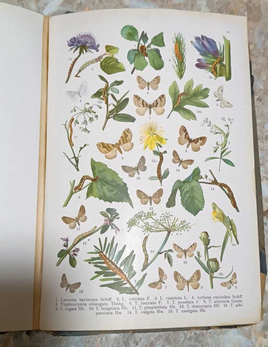 Книга "Атлас бабочек и гусениц " 1913 год