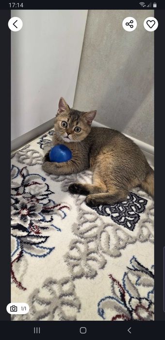 Шиншилла котёнок 7 месяцев срочно