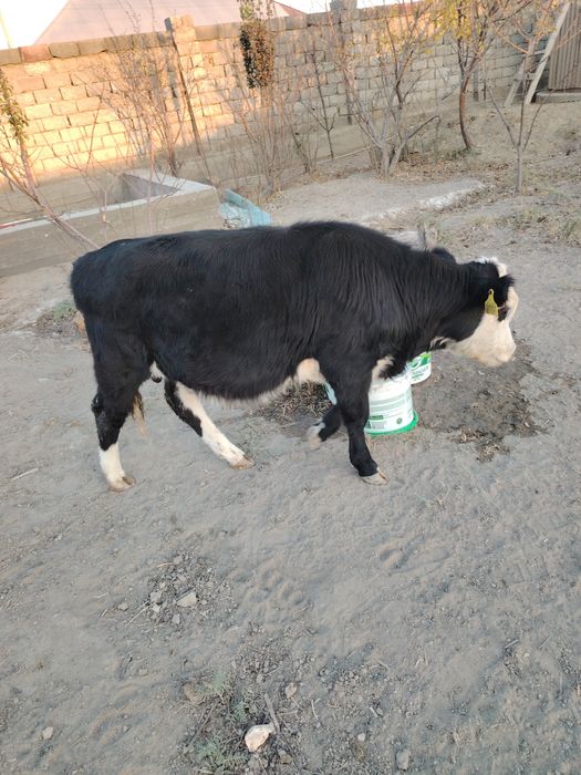 Бзау порода продам