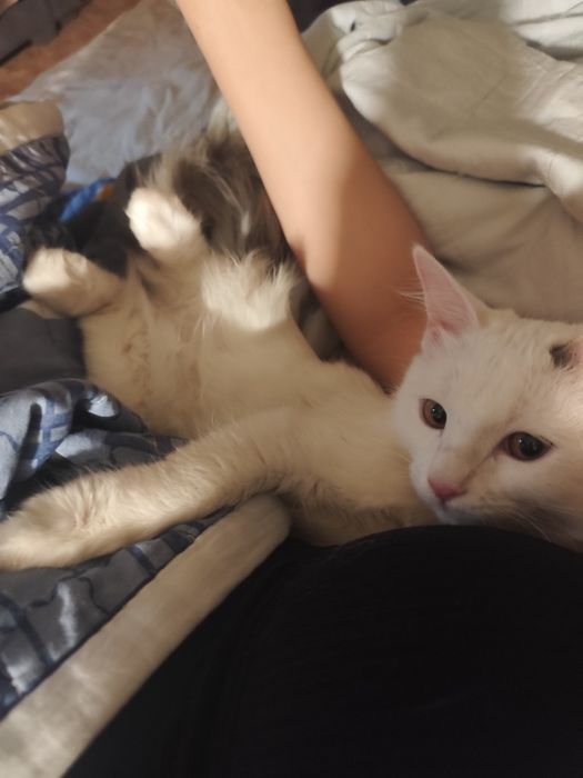 6-ти месячная кошка