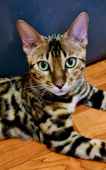 Роскошные, чистопородные бенгалы