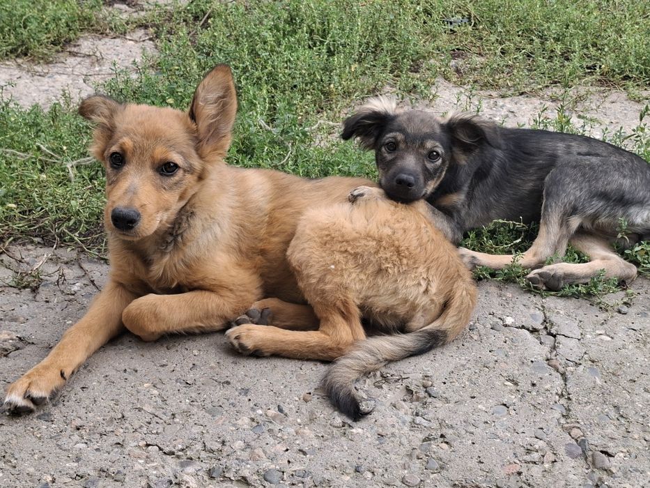 Отдам щенят в хорошие руки