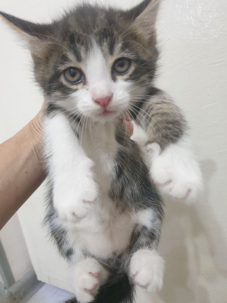 Котята в самые добрые руки