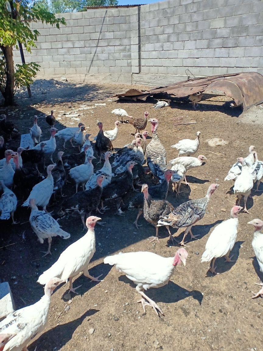 Екі ай он күндік үндік