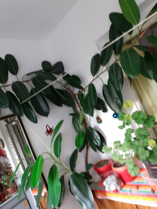 Ficus peste 2m,cu doua ramificații mari