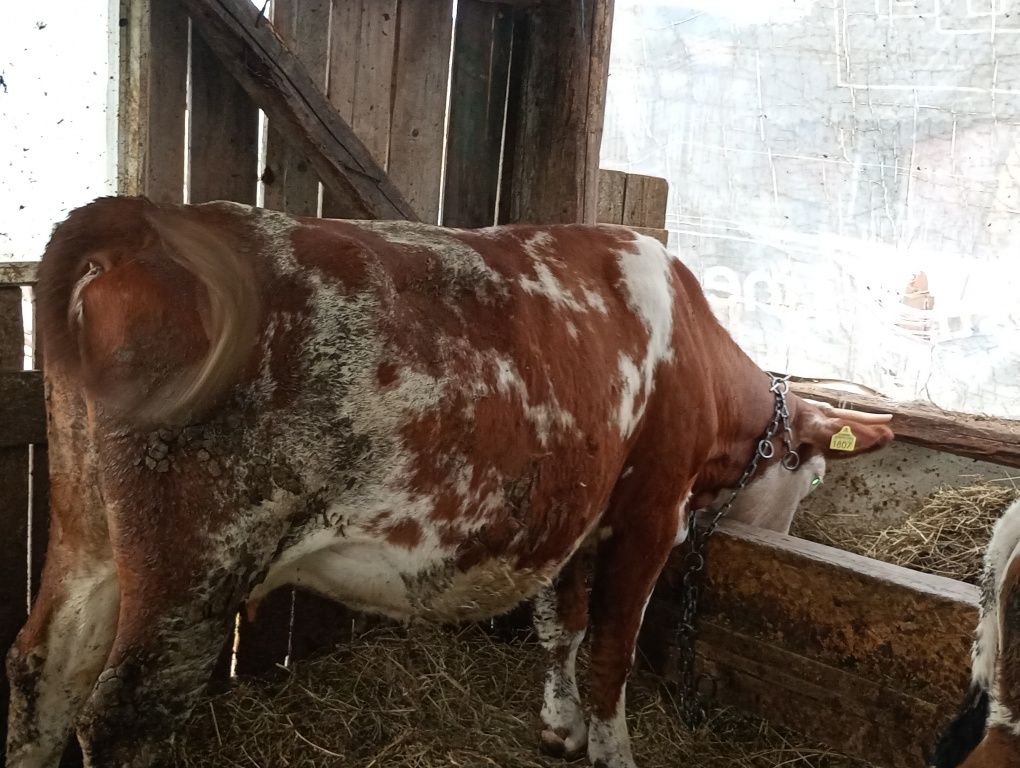 Vând vaca și vitei