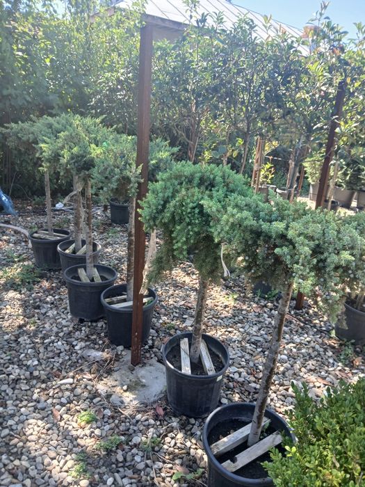 Plante oralamentale crescute la ghiveci