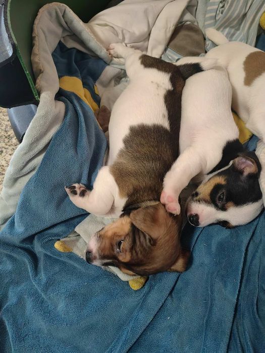 Джак ръсел териер