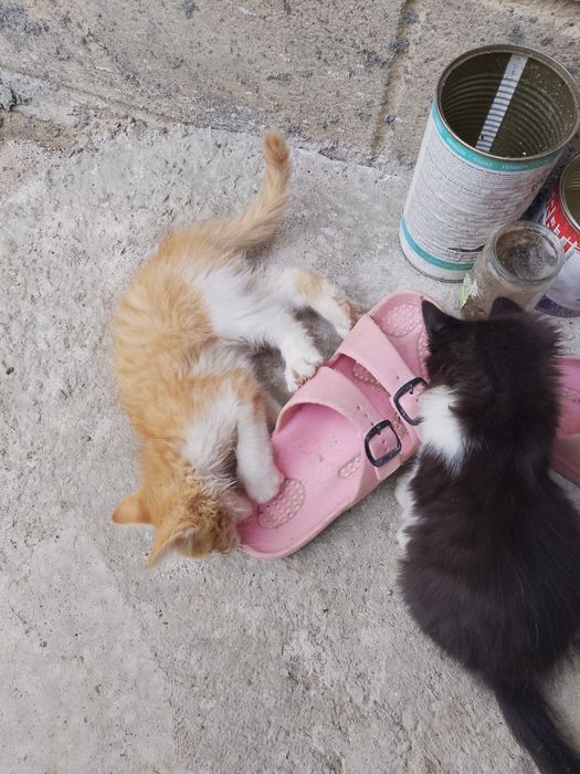 Подаряват се две котета