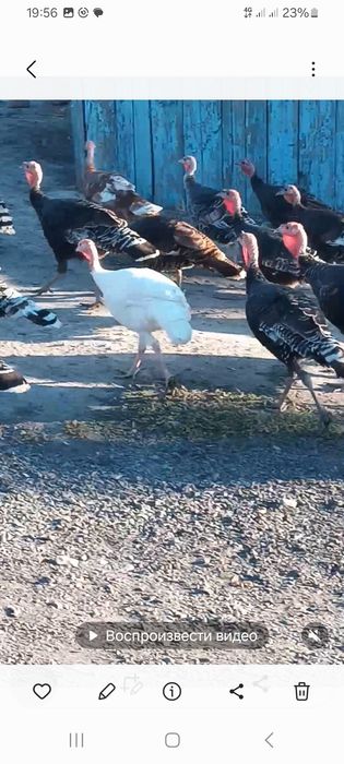 Продам индуков молодых