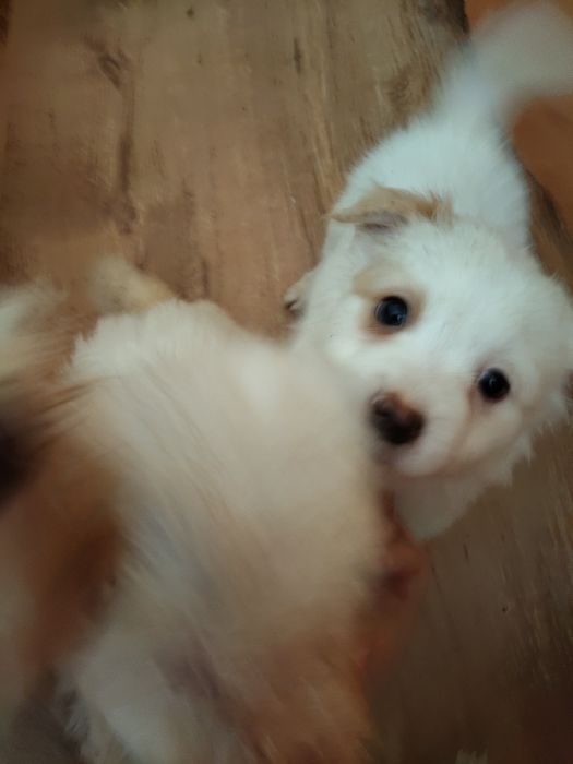 Bishon și bishonică