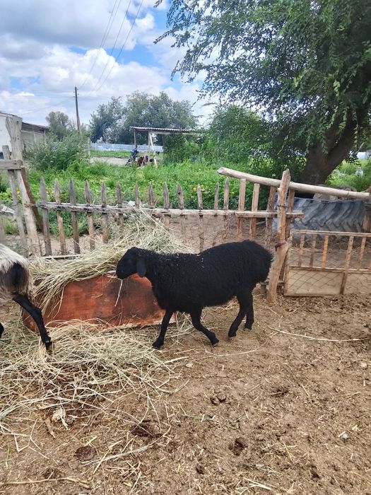 Тоқты семіз анасының қасында жүрген тоқты