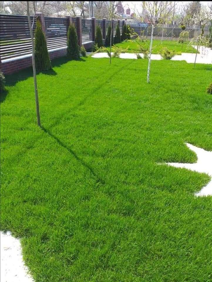 Plante ornamentale
