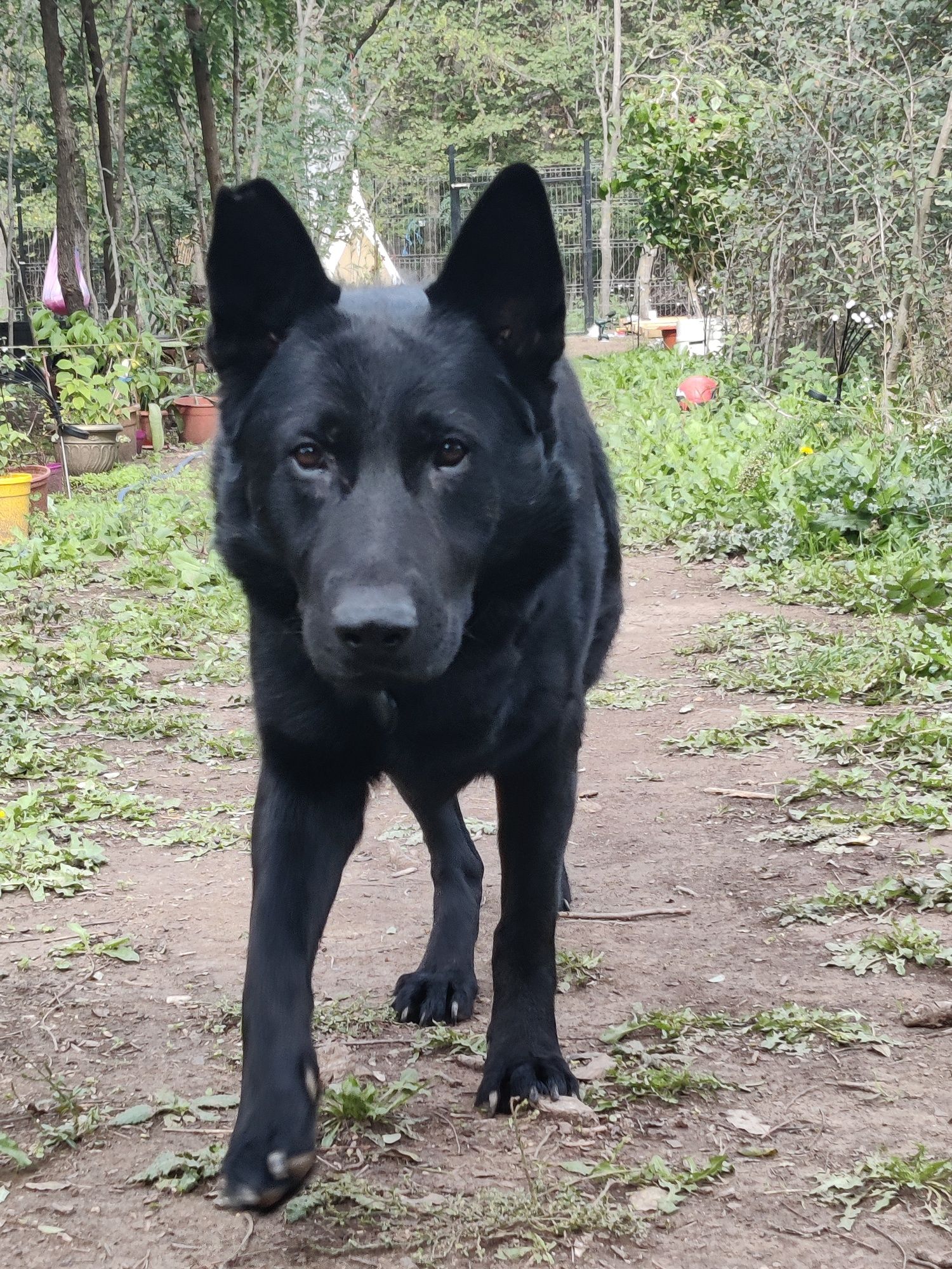 Ciobanesc german negru