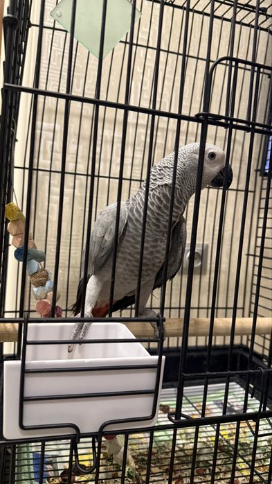 Жако jako 8-9 oy