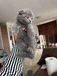 Scottish Fold si British Shorthair