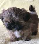 Shih tzu  fetiță vacinată
