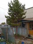 Продается дерево Сосна