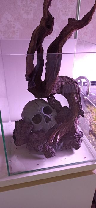 Amenajare acvarii și intretinere