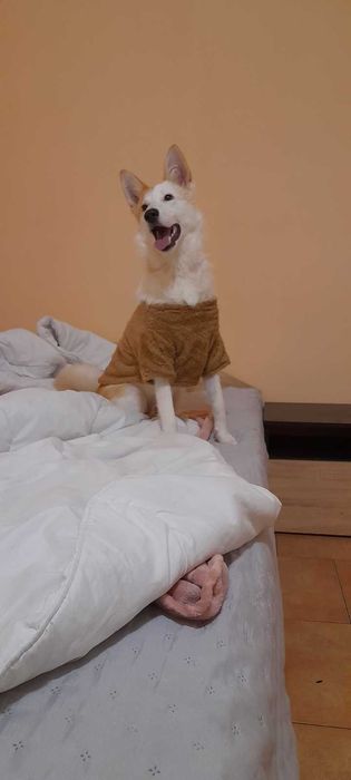 Подарява мъжко куче