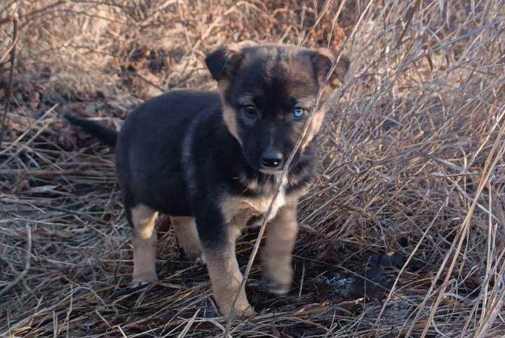 Щенок ищет дом и любящих хозяев