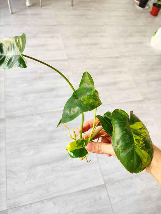 Филодендрон бурле Макс черенки