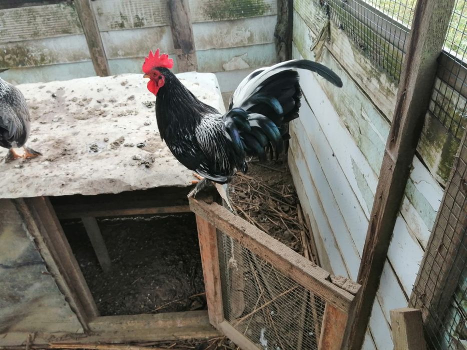 Vând cocoși americani