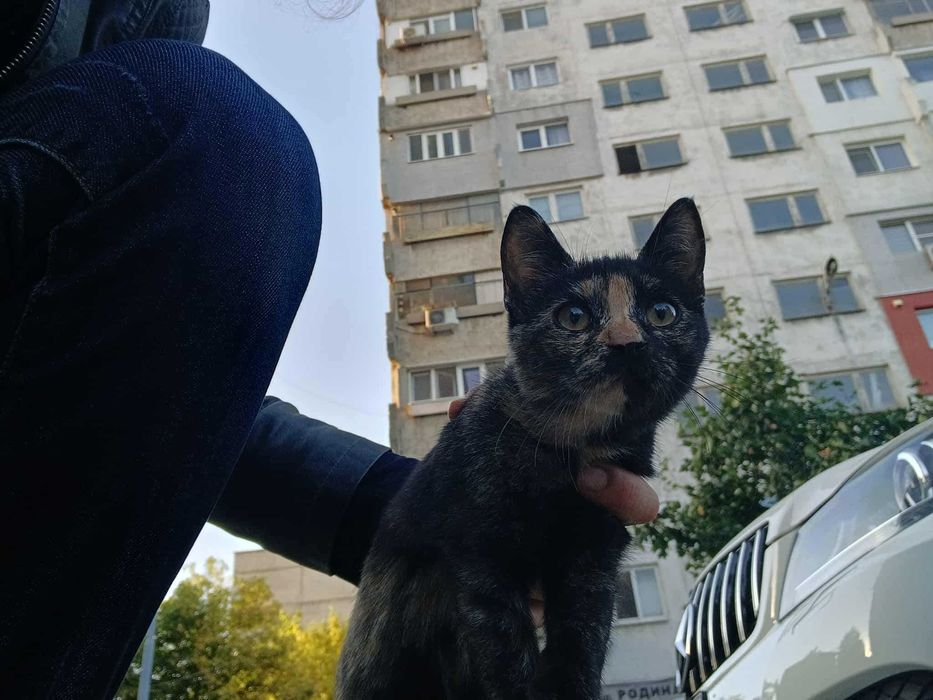 Котенца за осиновяване