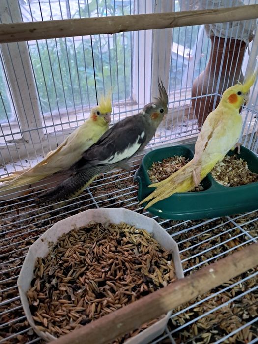 Продам птенцов карелл.жёлтые 20000тен.серые15000тен