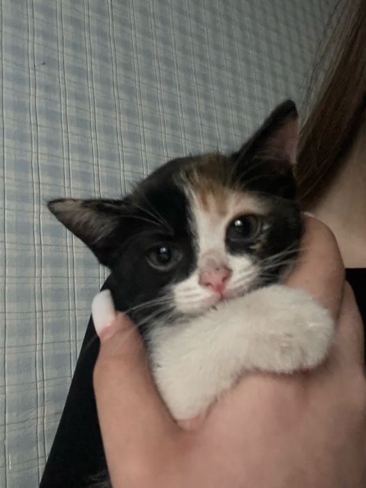срочно отдам котенка в добрые руки!!