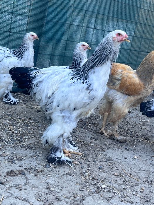 Gaini brahma  7/8 luni