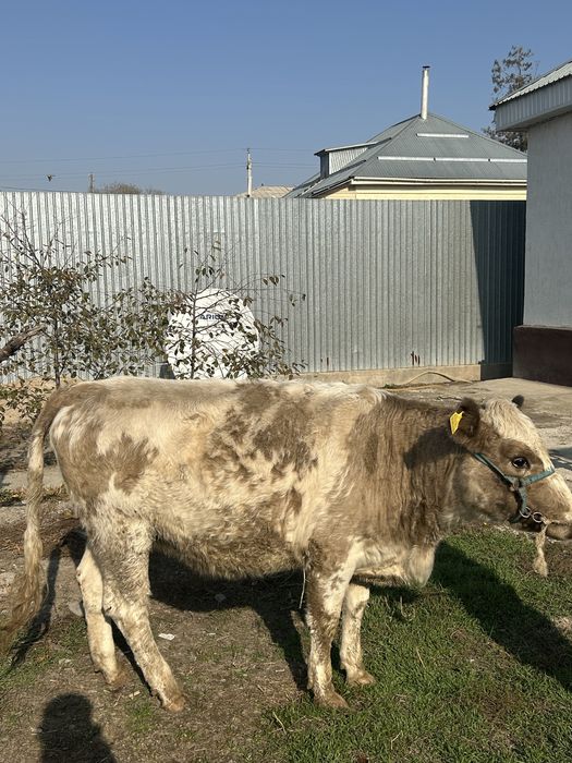 Продается телка беременая 1 род