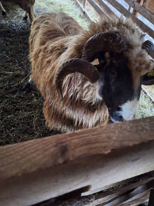 Berbeac de vanzare de taiat