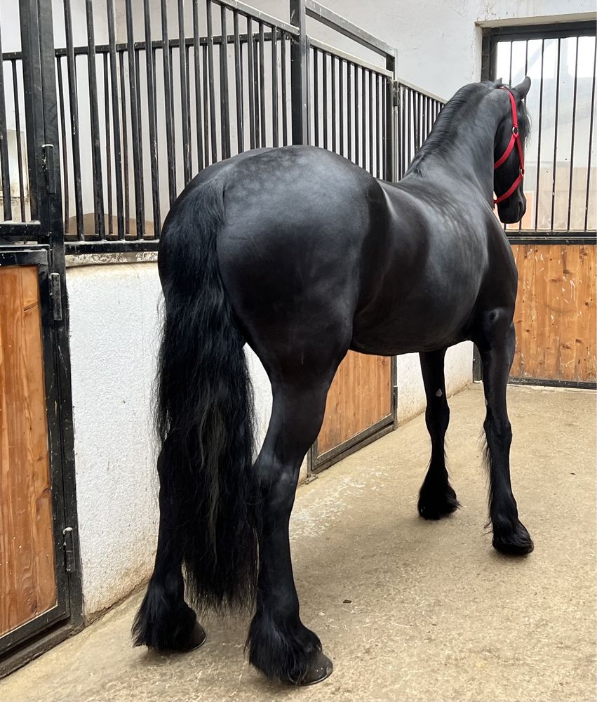 Iapă Friesian echitatie Frizian