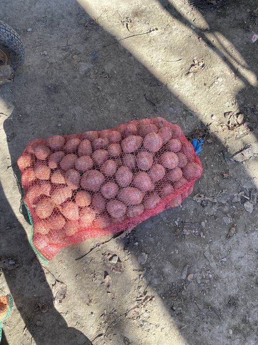 Cartofi alb si rosu  consum