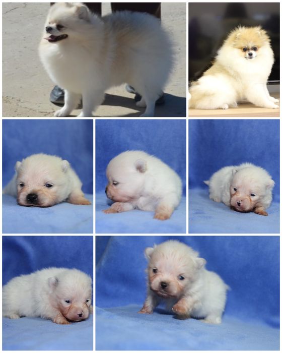 Щенки Цверг шпиц