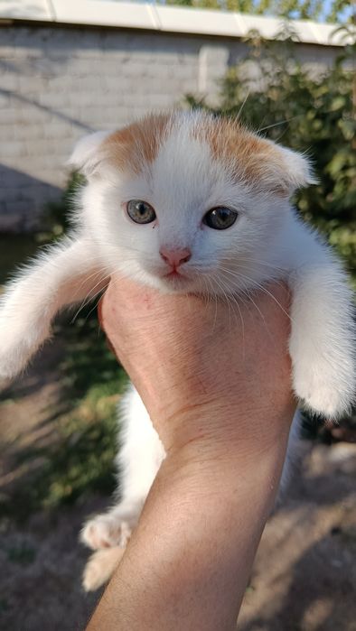 Котенок вислоухий
