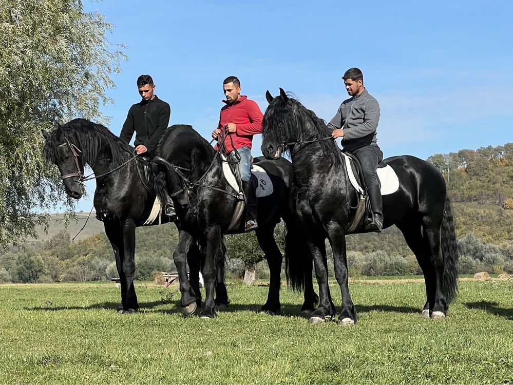 Armăsar Friesian armasari Frizian