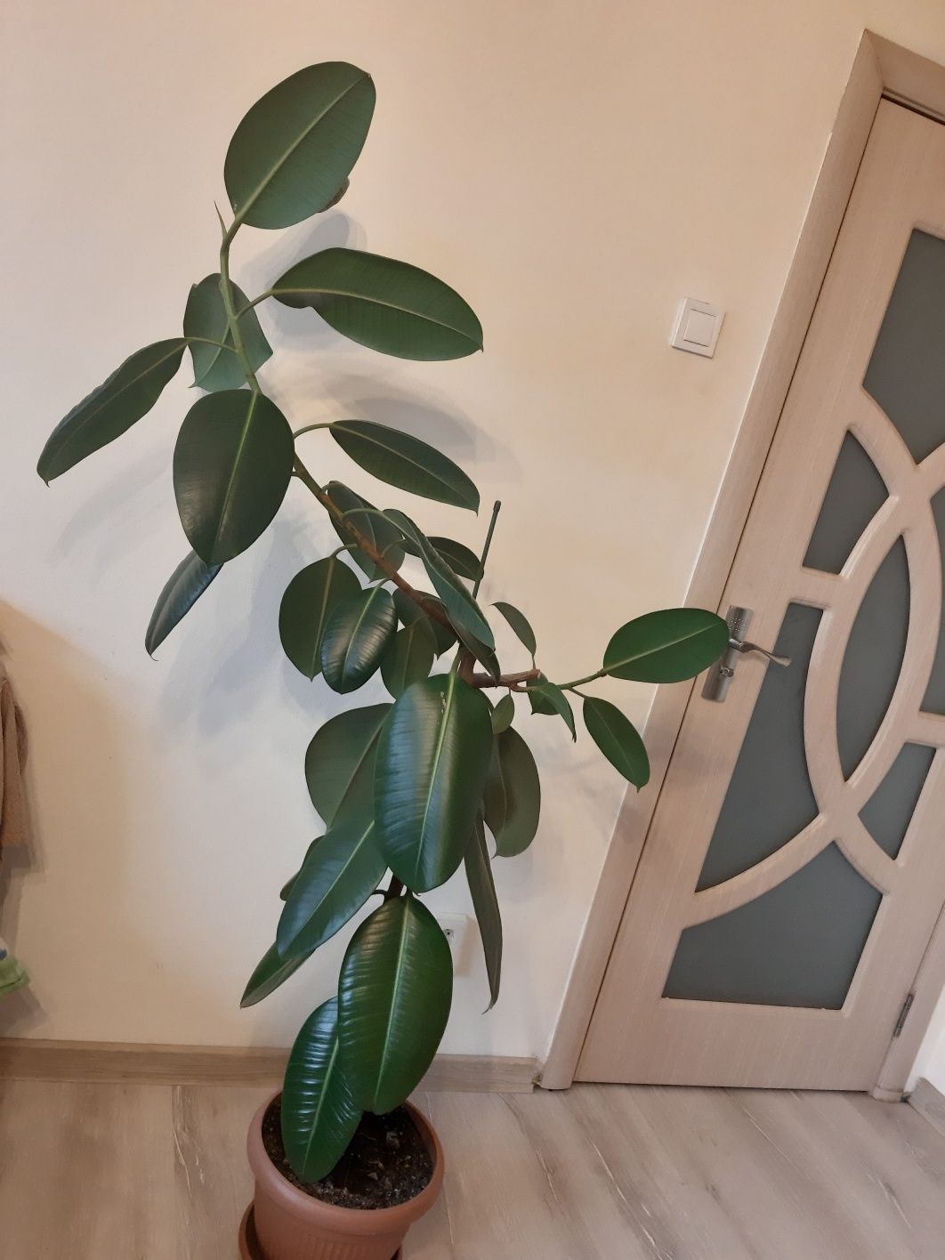 Floare Ficus 250 ron
