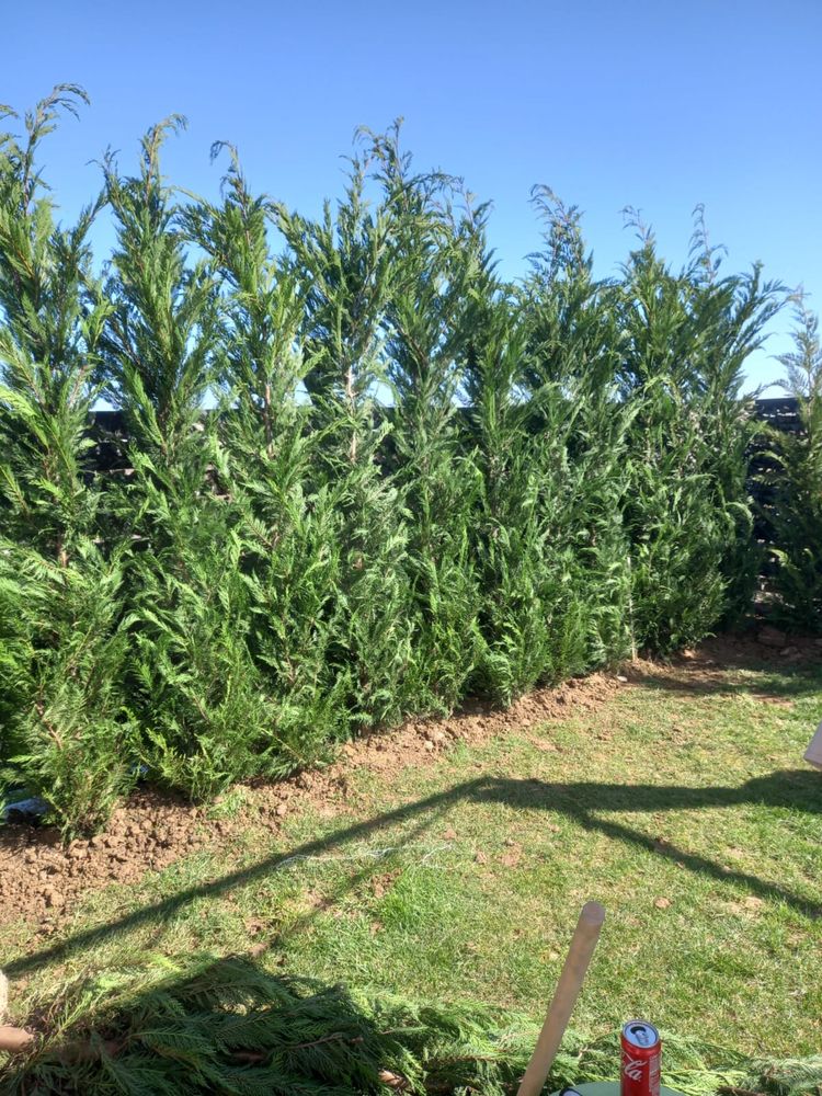 Leylandii 1.40-3m