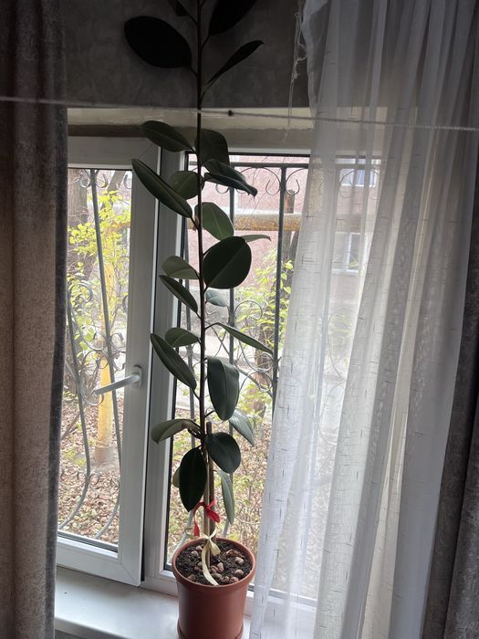 Фикус каучуконосный