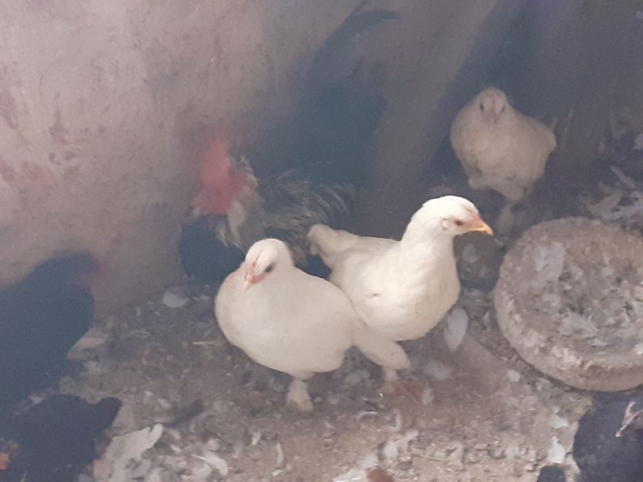 Vând famili de găini pitice cu una sau mai multe puicute