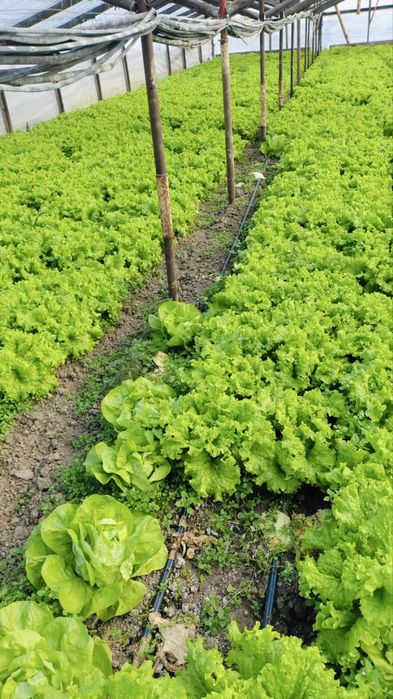 Salată creață mare de vânzare