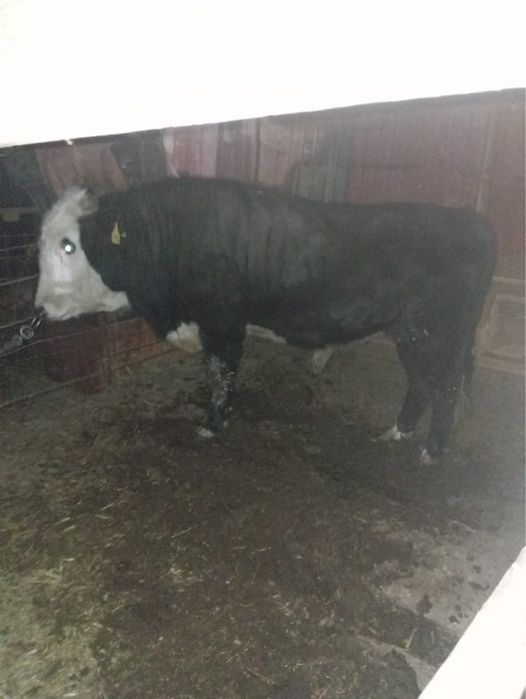 Бұқа сатылады. 1 жыл 2 ай бағылған. Етті, ірі мал.